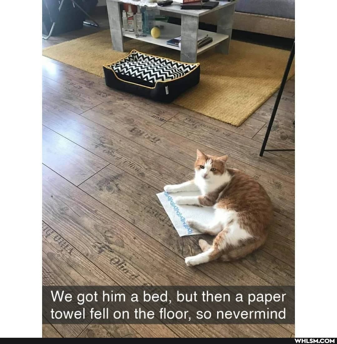 We got him bed, but then a paper
towel fell on the floor, so nevermi