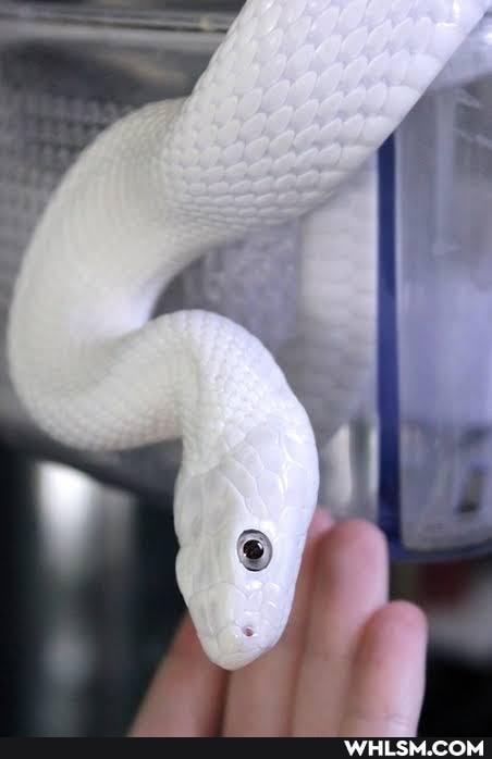 isn, friend, pet, don, worry, poisonous