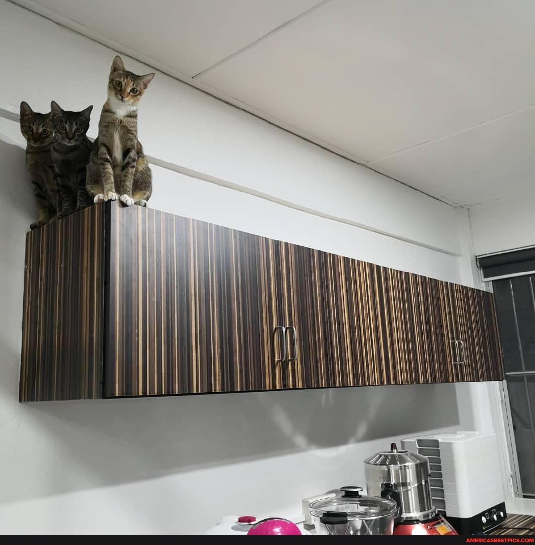 just, recently, installed, cabinet, home, fellow, landlords