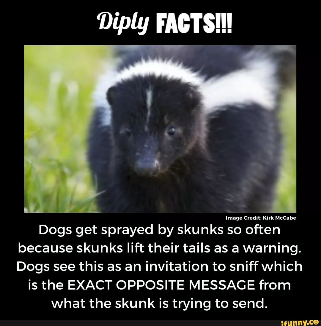 Diply FACTS! Image Credit Kirk McCabe Dogs get sprayed by skunks so