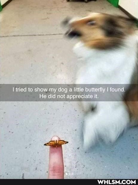 to show my deg a bultetly tound,
He appreciate