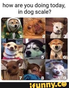 How Are You Doing Today In Dog Scale How Are You Doing Today In Dog Scale Ifunny