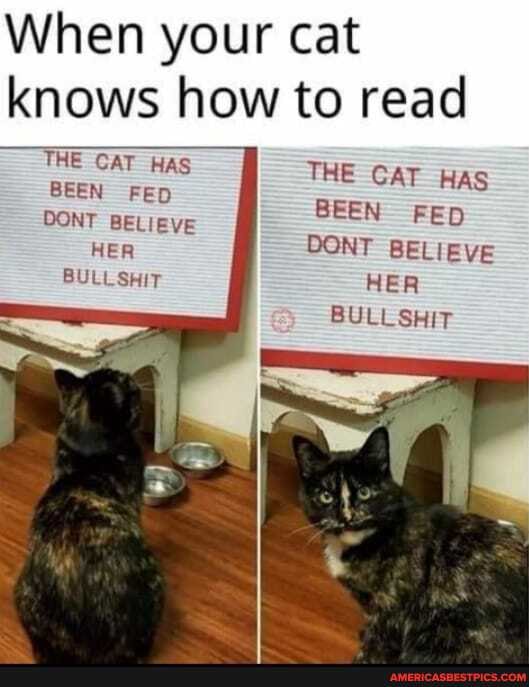 When your cat knows how to read
THE CAT HAS BEEN FED CONT BELieve ff
HER BULL SHIT
THE CAT HAS BEEN FED CONT BELIEVE HER BULLSHIT