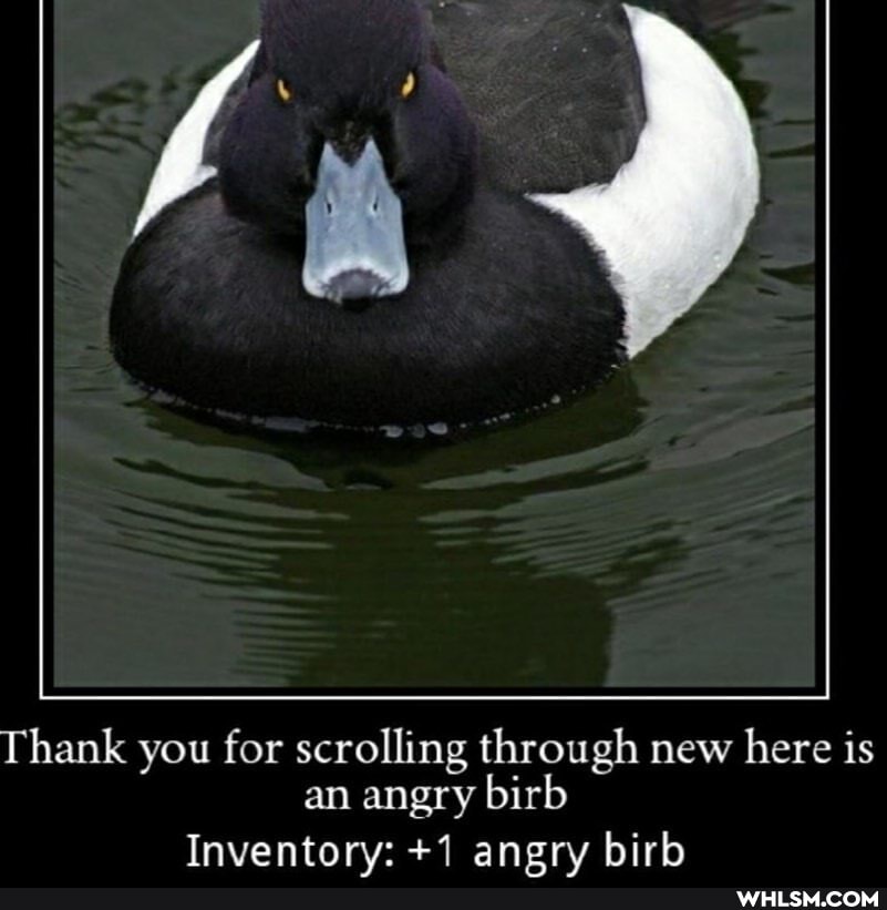Thank you for scrolling through new here is an angry birb
Inventorv: +1 anerv birb
