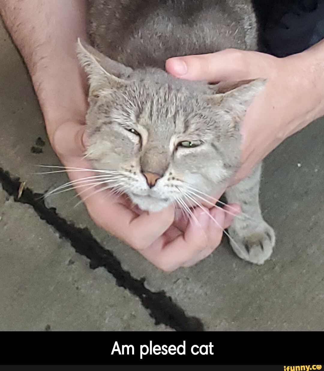 Am plesed cat - Am plesed cat