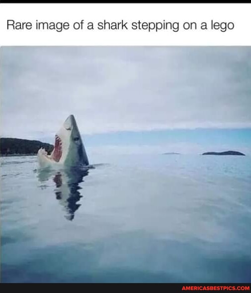Rare image of a shark stepping on a lego America’s best pics and videos