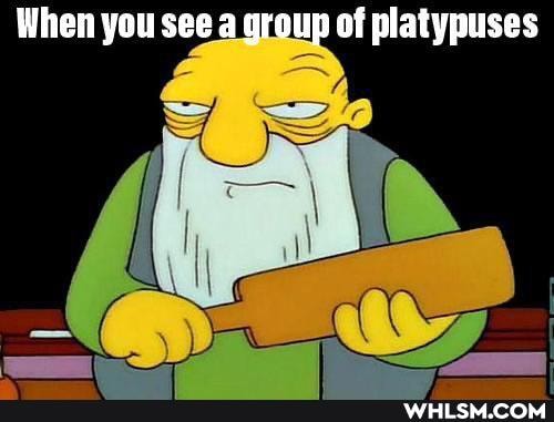 When you see a group of platypuses
