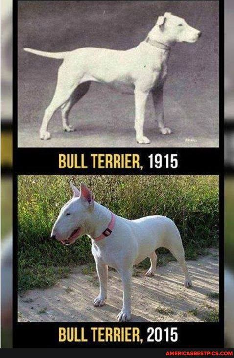 What Popular Dog Breeds Looked Like 100 Years Ago Vs Today - rnkr.co ...