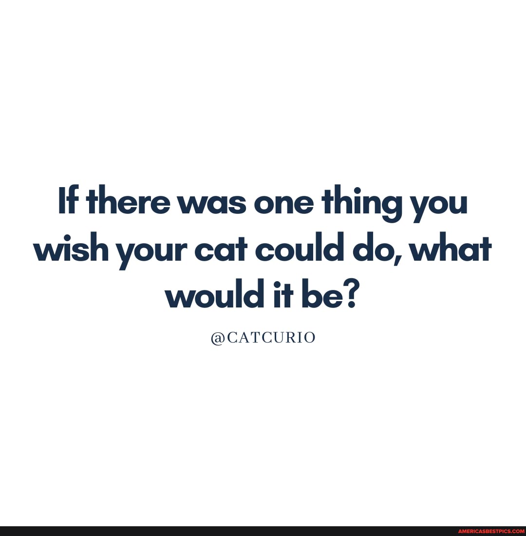 If there was one thing you wish your cat could do, what would it be?
@CATCURIO