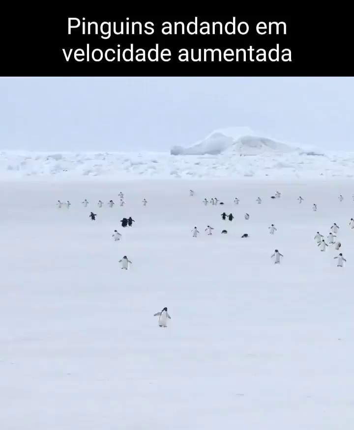 Dois pinguins tentando subir uma montanha e falhando