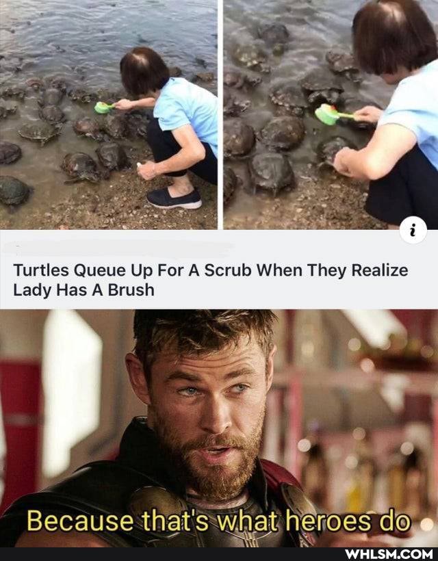 Turtles Queue Up For A Scrub When They Realize
Lady Has A Brush
Because that's what heroes dove.