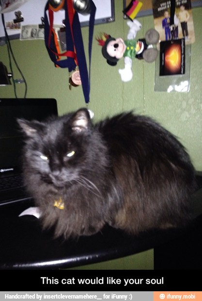 This cat would like your soul - This cat would like your soul