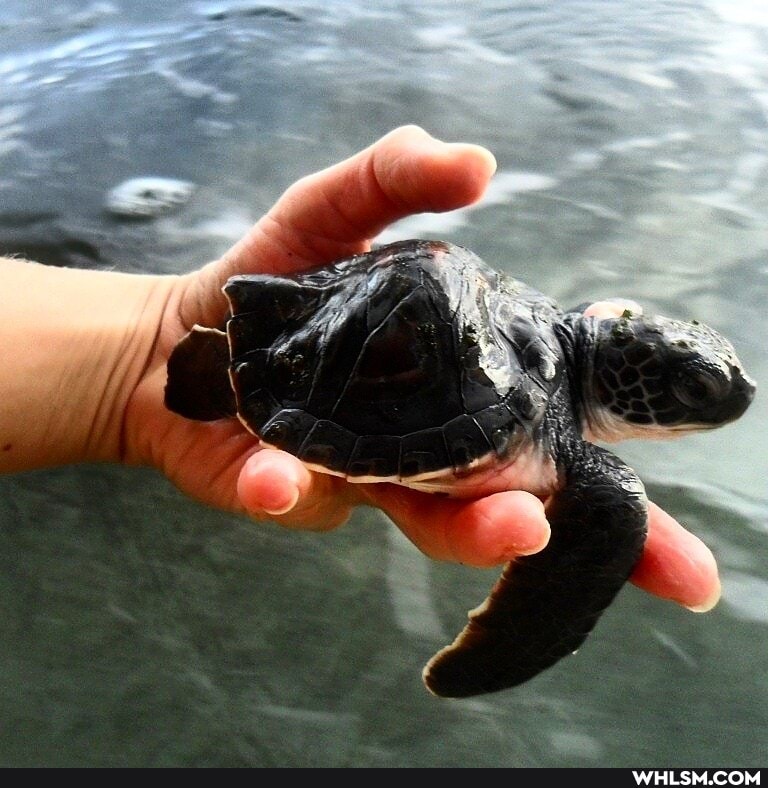 turtle, baby_animals, cute_animal