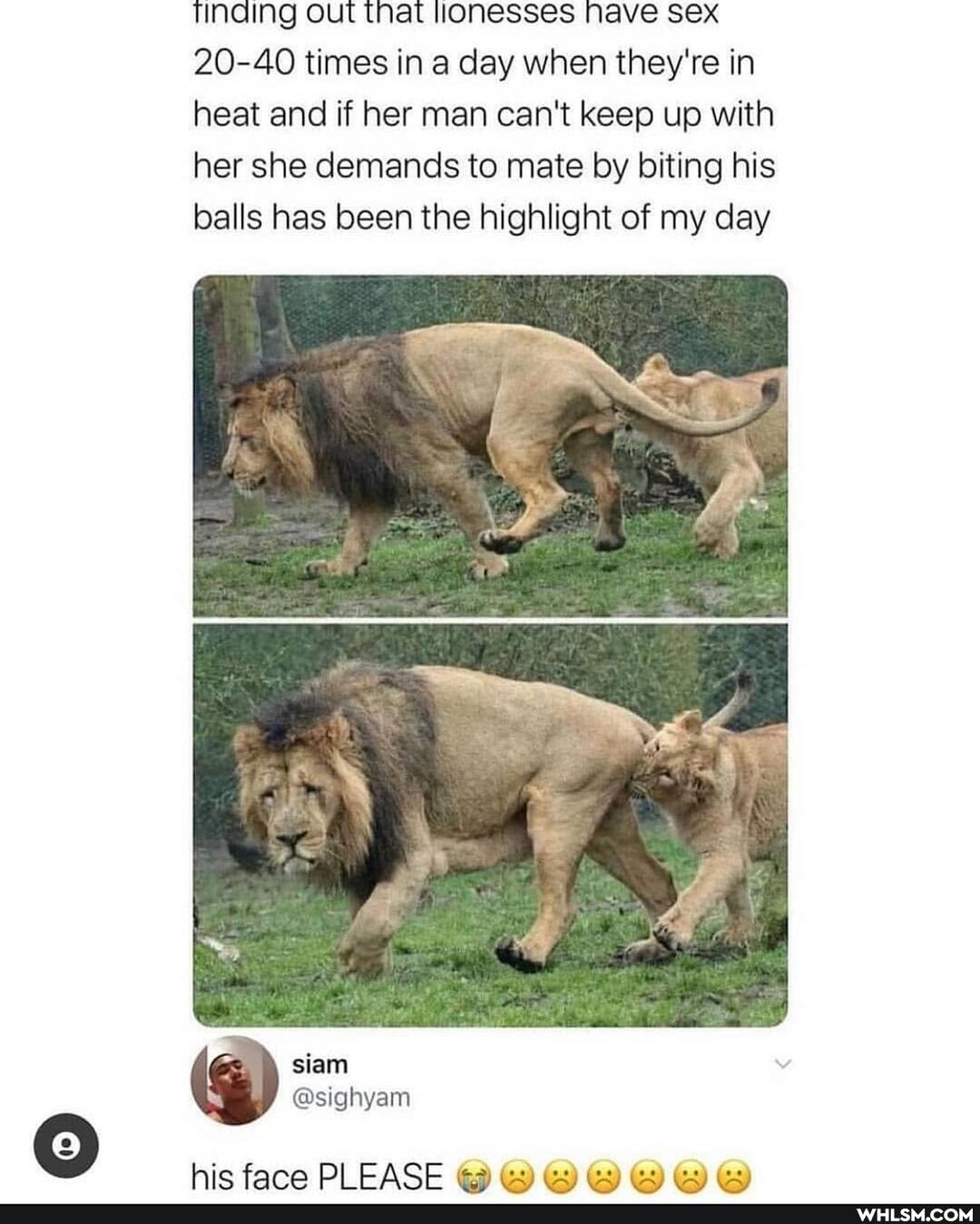 Tinaing Out that lionesses Nave sex
20-40 times in a day when they're in heat and if her man can't keep up with her she demands to mate by biting his balls has been the highlight of my day
siam
@sighyam
hic face FASE (22) (22)