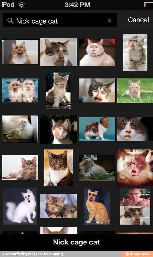 Nick cage cat - Nick cage cat