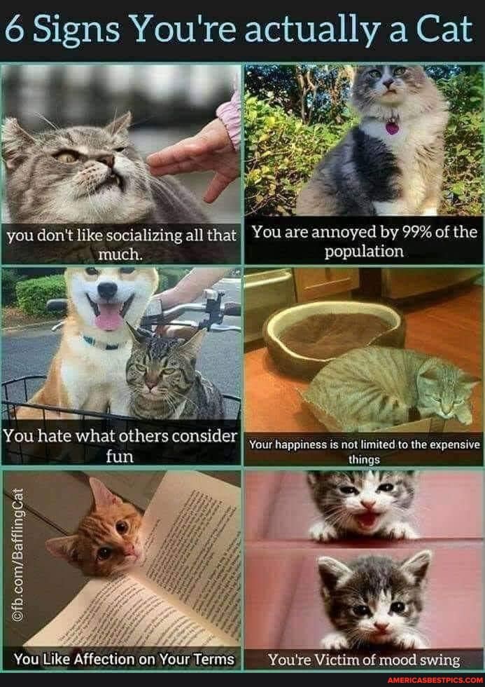 6 Signs You're actually a Cat
you don't like socializing all that I You are annoyed by 99% of the much. population
You hate what others consider not the fun