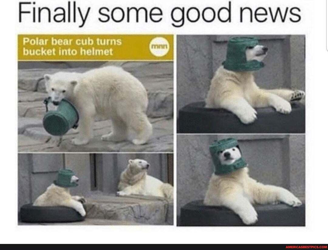 Finally some news
Polar bear cub turns bucket into helmet