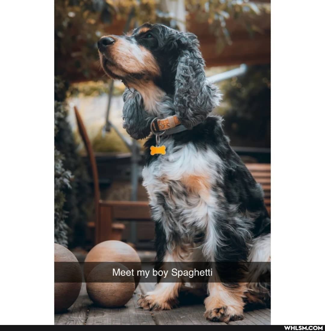 Meet my boy Spaghetti