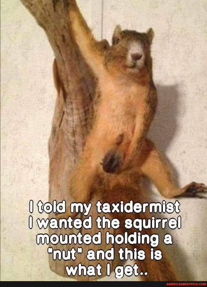 told my taxidermist wanted the squirrel mounted holding a
"nut" and this is what I oet..