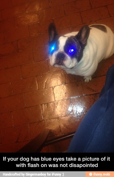 If your dog has blue eyes take a picture of it
with flash on was not disapointed - If your dog has blue eyes take a picture of it with flash on was not disapointed