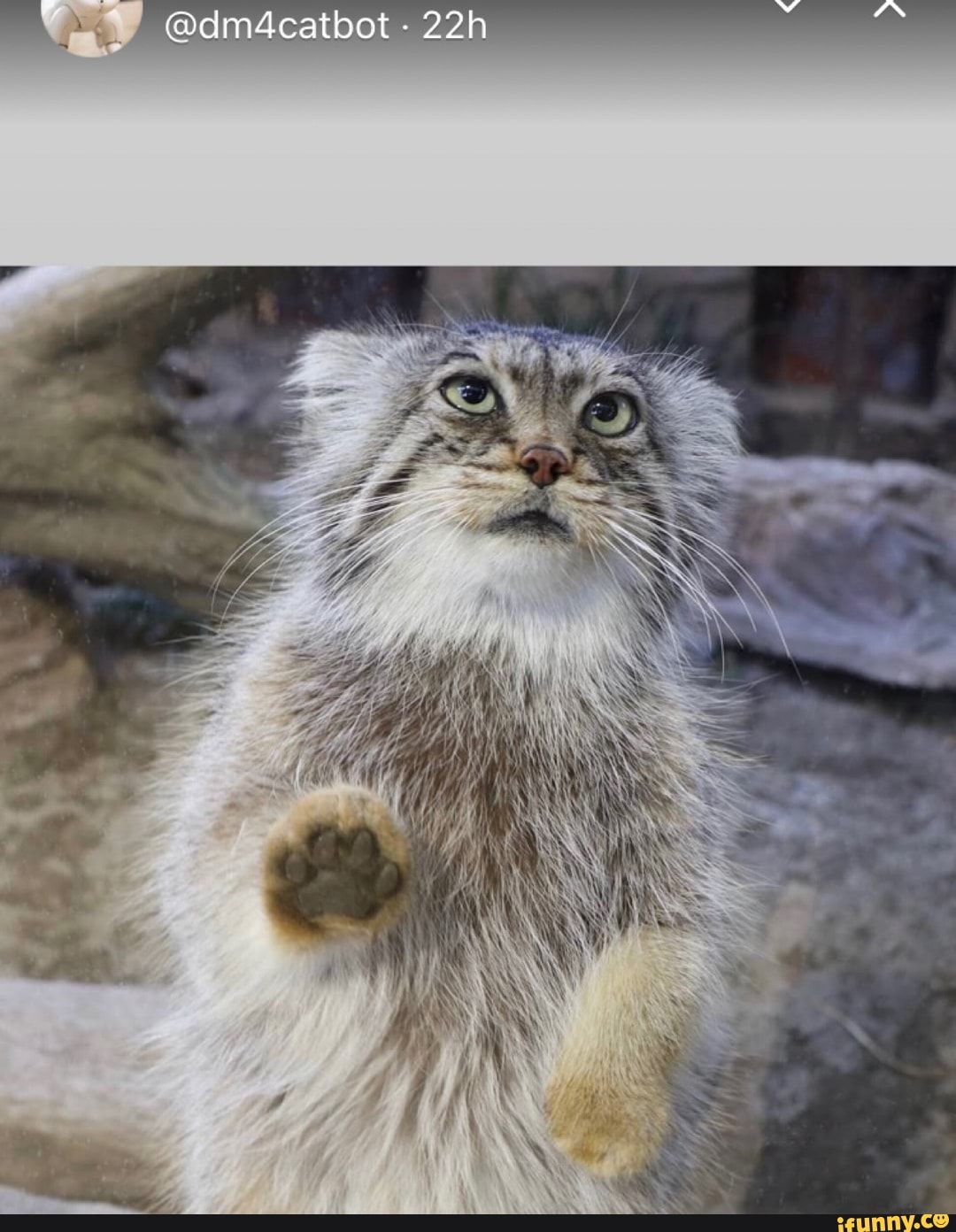 manul, manool, pallascat, pallasscat, elonmusk, pewdiepie, cat, cats, funnycat, floppa, fnf, fridaynightfunkin, jojosbizarreadventure, jojo, persona, persona5, invincible