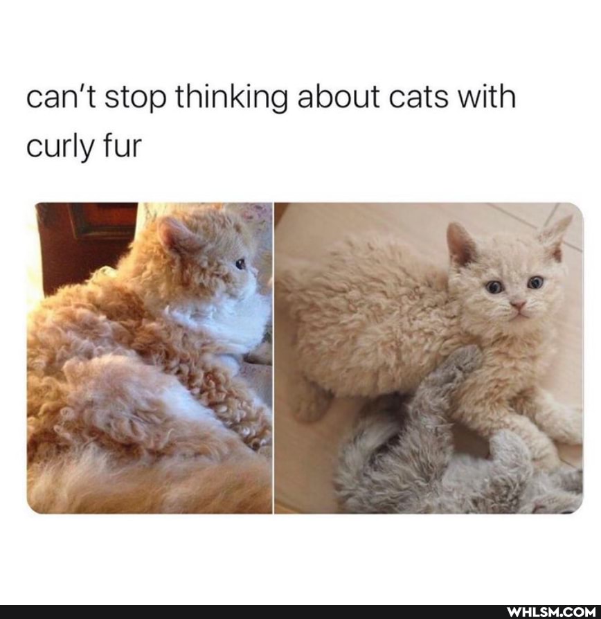 can't stop thinking about cats with curly fur