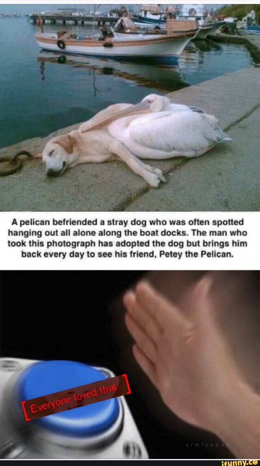 A pelican befriended a stray dog who was often spotted
hanging out all alone along the boat docks. The man who
took this photograph has adopted the dog but brings him
back every day to see his friend. Petey the Pelican.