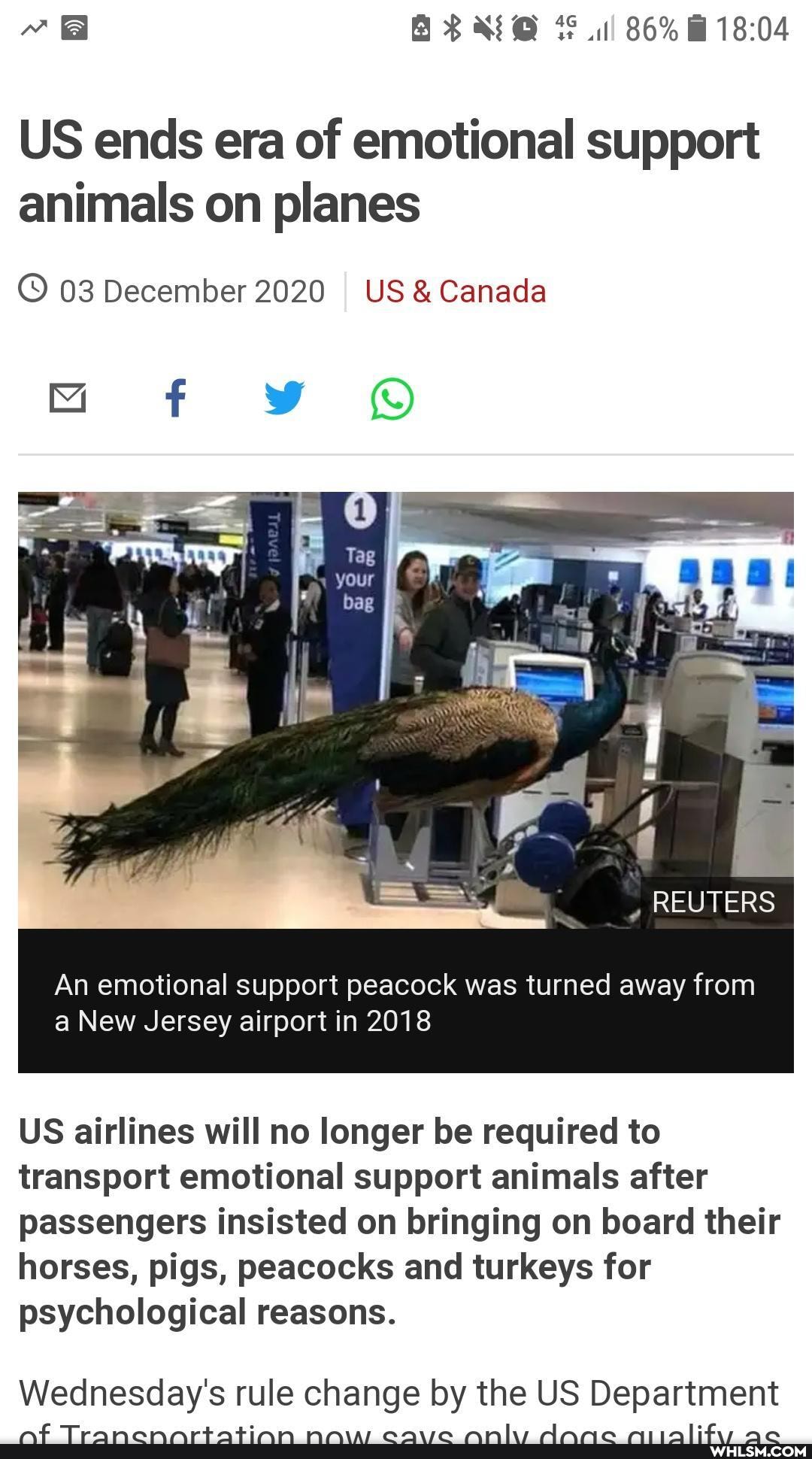 86%
US ends era of emotional support animals on planes
03 December 2020 I US &Canada
ww
REUTERS
An emotional support peacock was turned away from a New Jersey airport in 2018
US airlines will no longer be required to transport emotional support animals after passengers insisted on bringing on board their horses, pigs, peacocks and turkeys for psychological reasons.
Wednesday's rule change by the US Department
