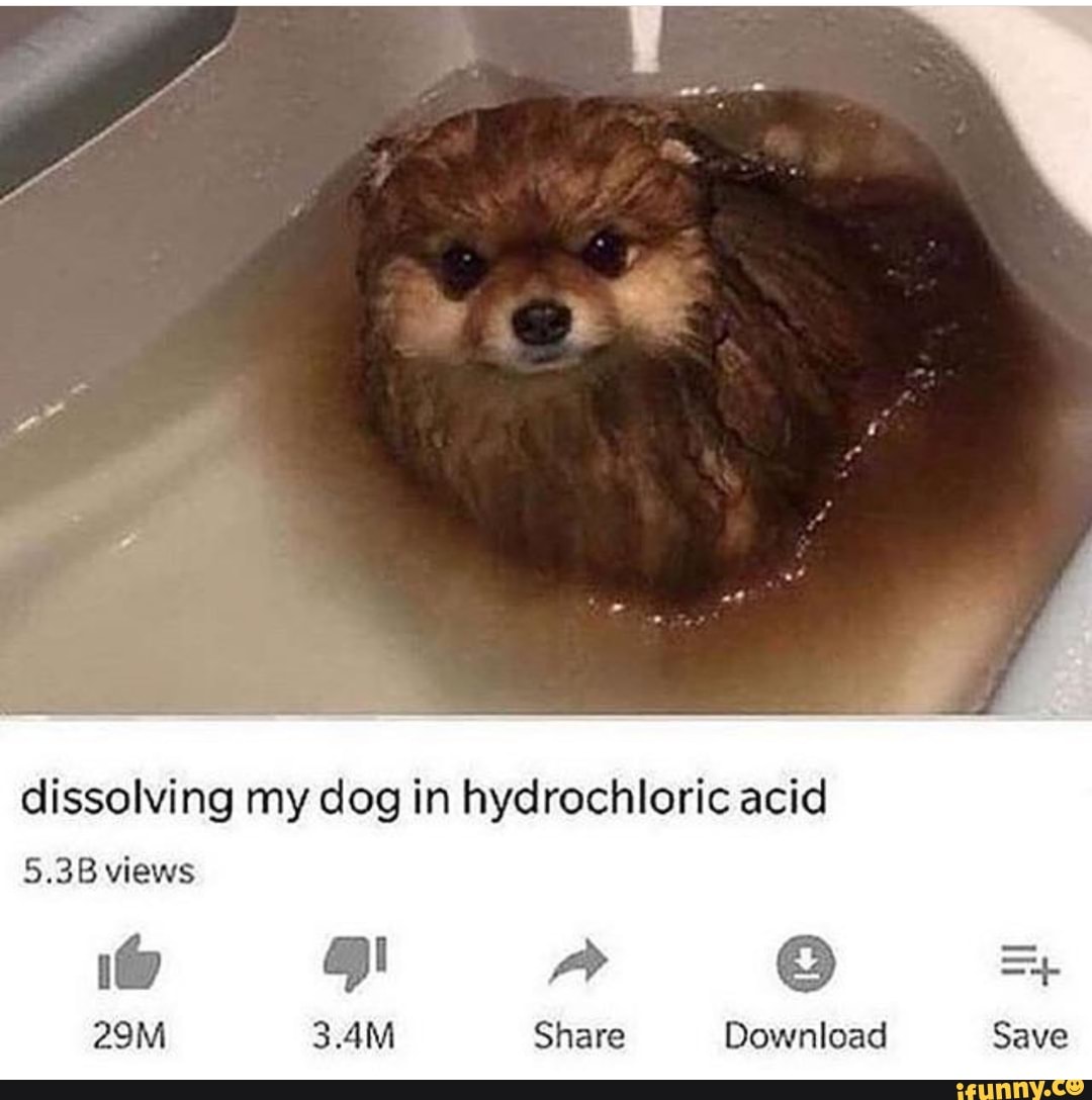 Dissolving my dog in hydrochloric acid 5.38views iFunny
