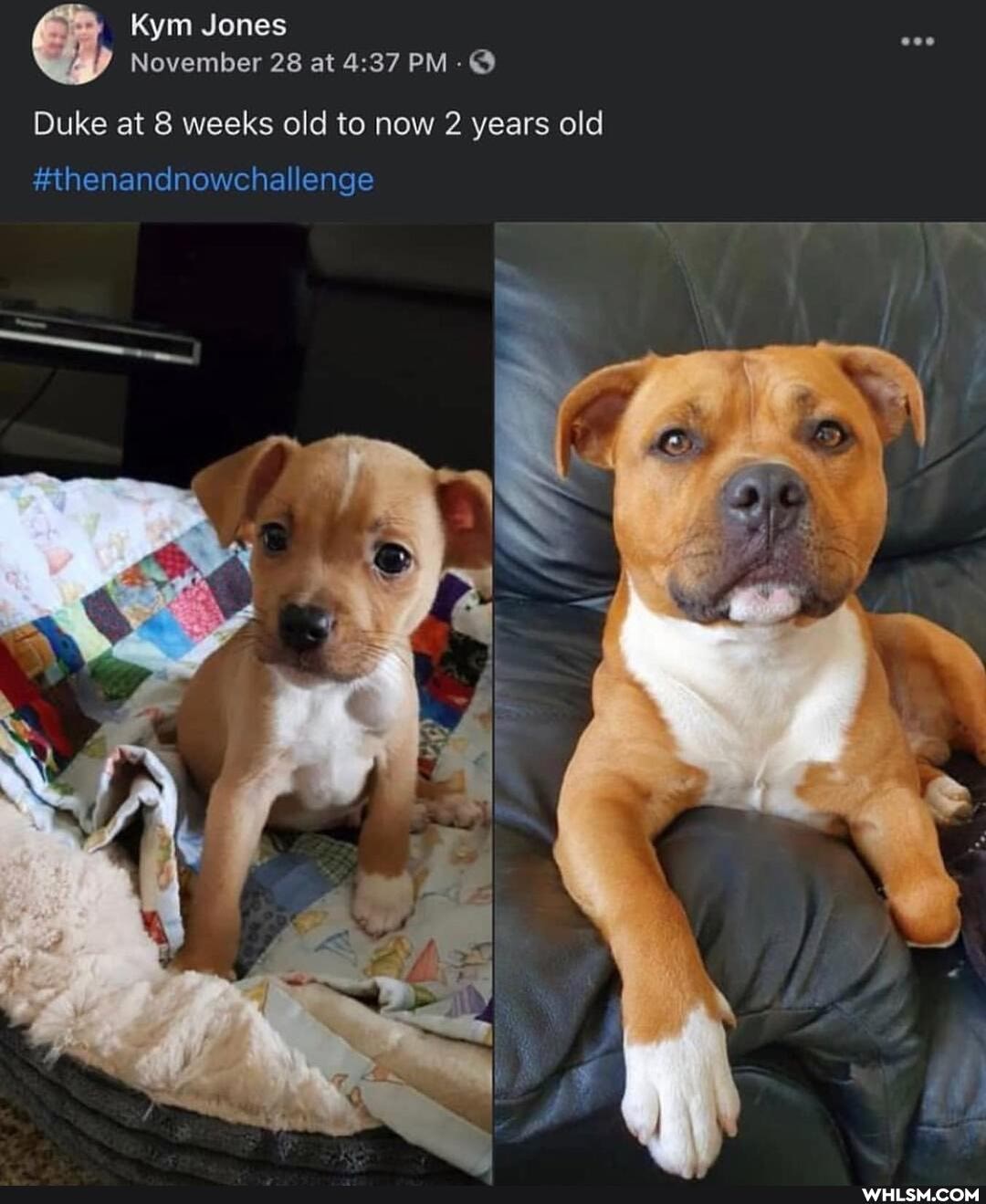 Kym Jones
November 28 at PM- @
Duke at 8 weeks old to now 2 years old
#thenandnowchallenge