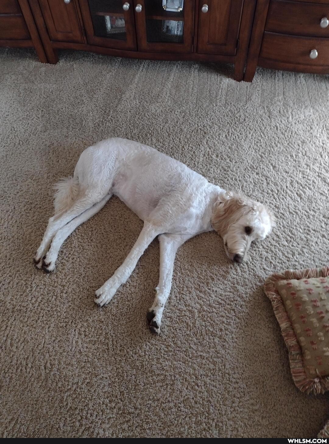 dog, puppy