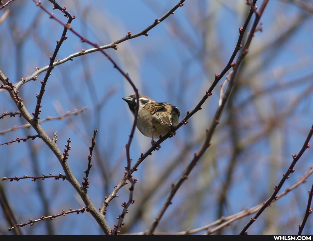 birds