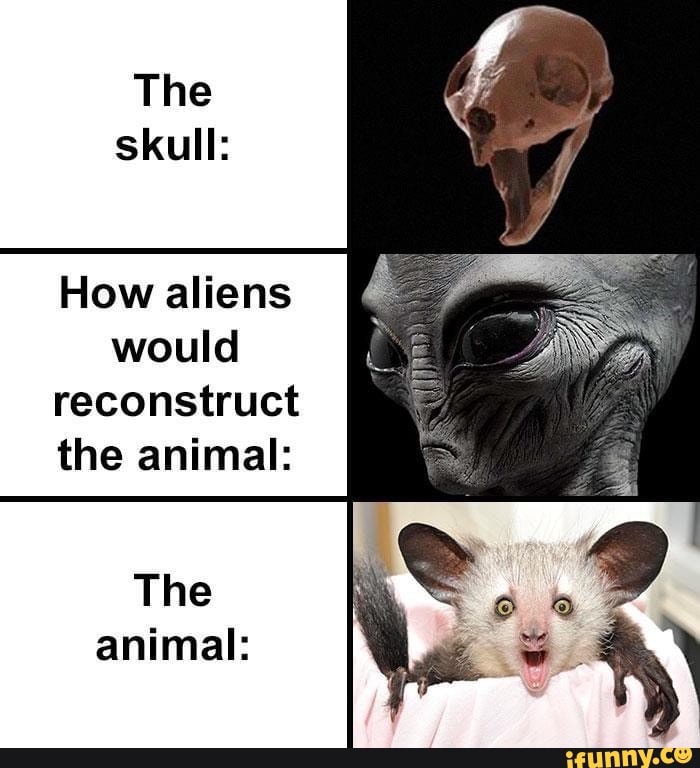 Skulls How aliens would reconstruct the animal: animal: - iFunny Brazil