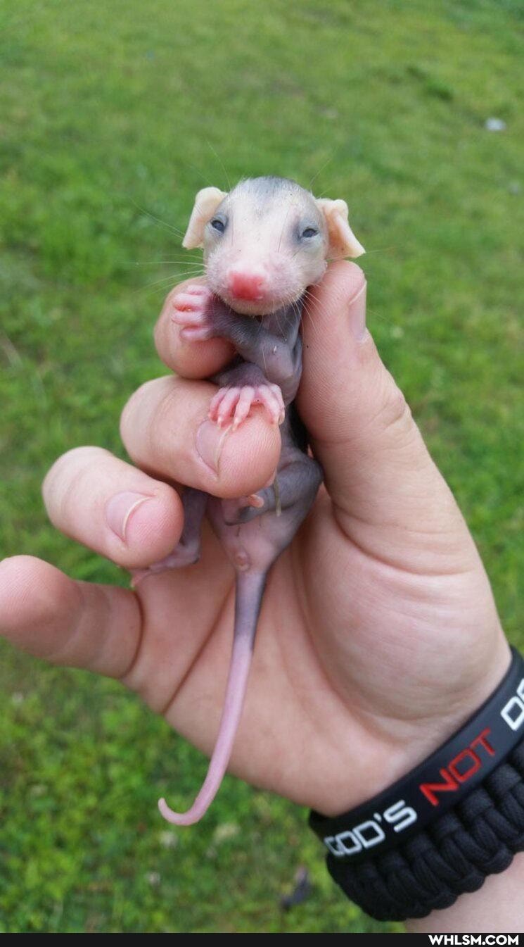 funny, nature, aww, dump