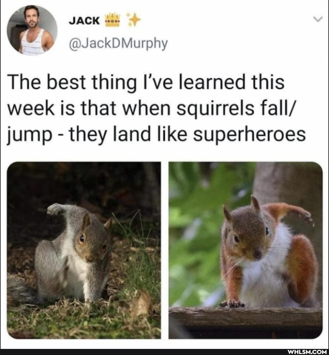 JACK
@JackDMurphy
The best thing I've learned this
week is that when squirrels fall/ jump - they land like superheroes