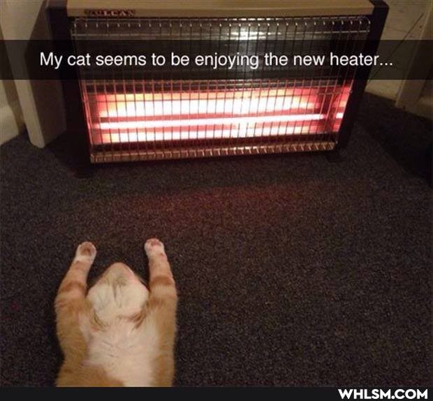 My cat seems to be enjoying the new heater...