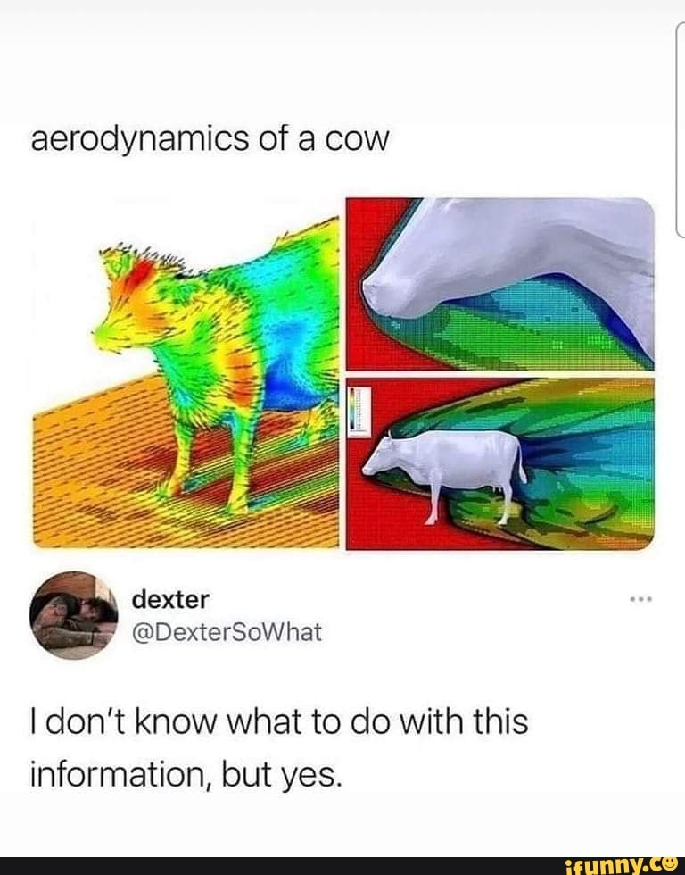 Aerodynamics of a cow dexter @DexterSoWhet I don't know what to do with ...