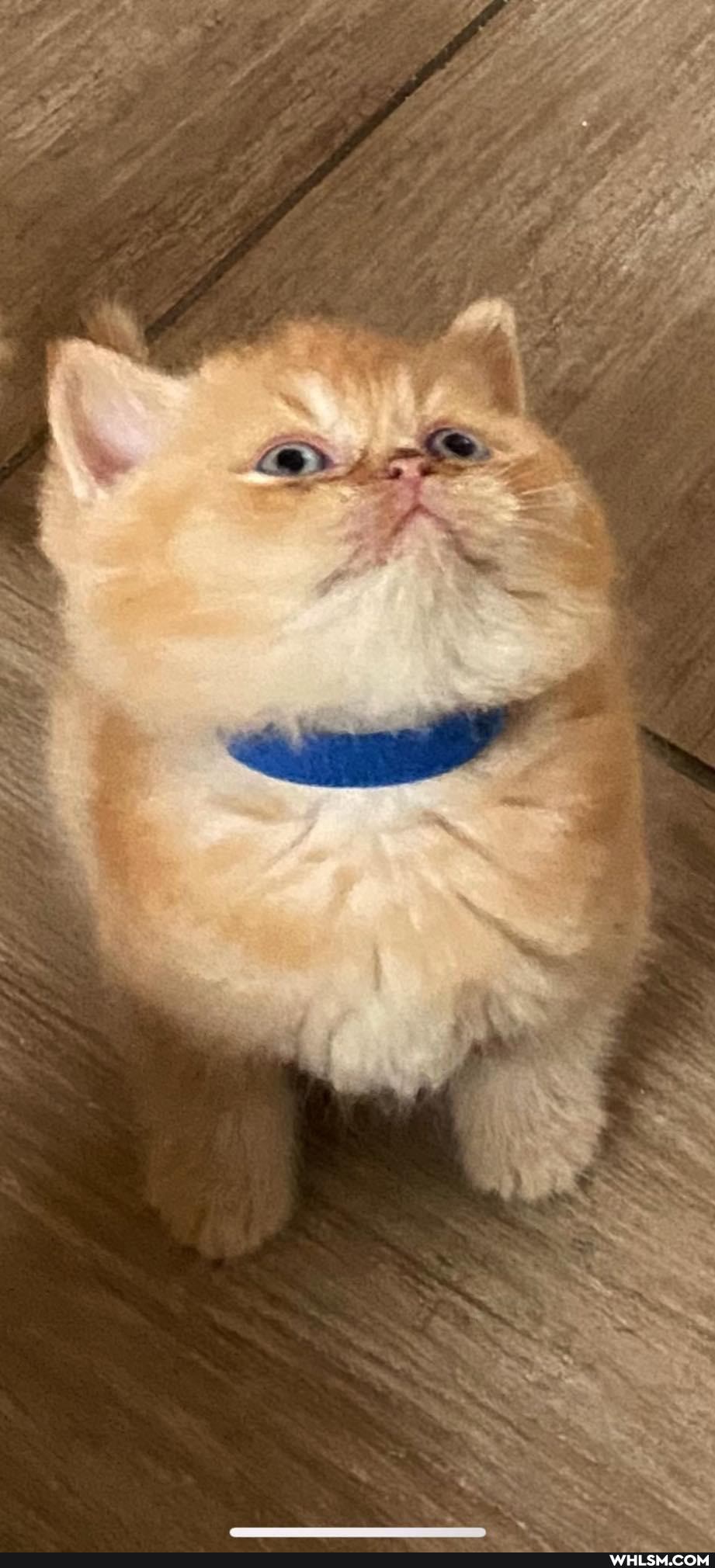 pets, love, cat