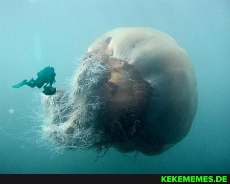 lions, mane, jellyfish, largest, world, repost