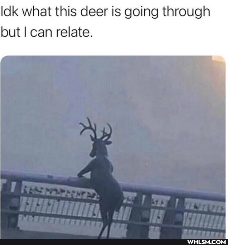 Idk what this deer is going through
but I can relate.