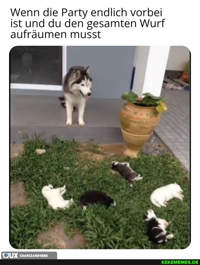 Wenn die Party endlich vorbei ist und du den gesamten Wurf aufräumen musst