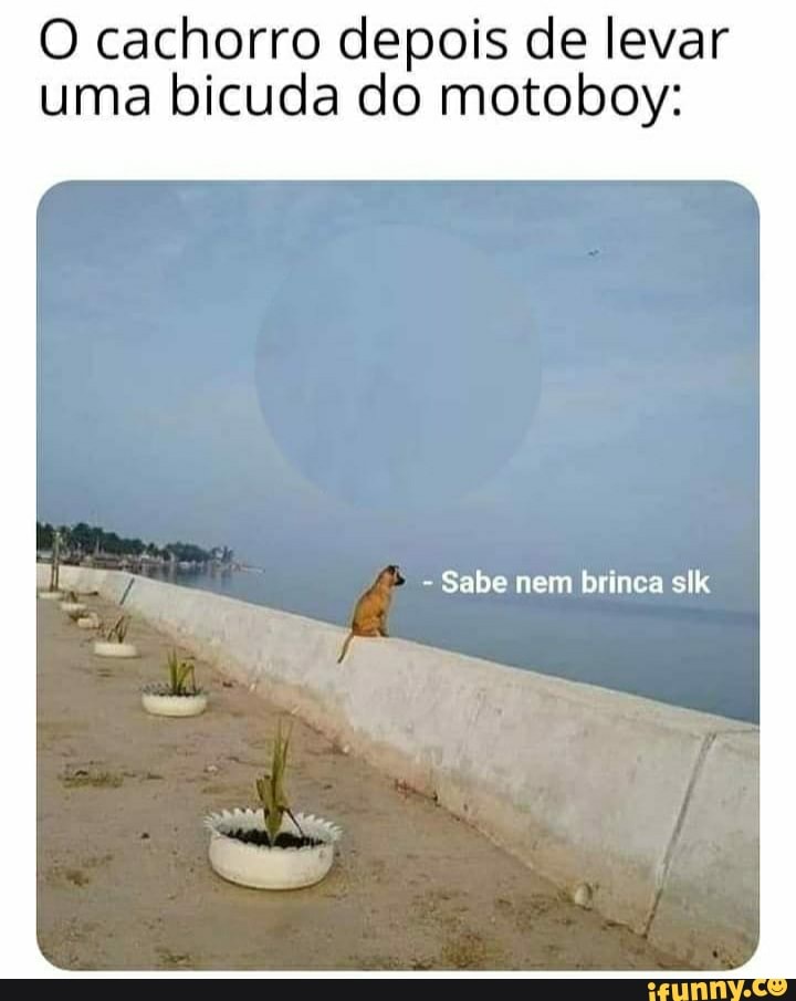 O cachorro depois de levar uma bicuda do motoboy:
Sabe nem brinca slk