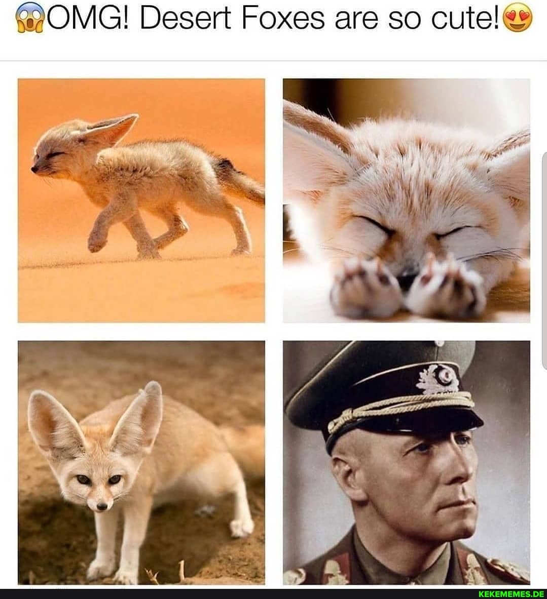 OMG! Desert Foxes are so cute!