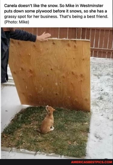 Canela doesn't like the snow. So Mike in Westminster puts down some plywood before it snows, so she has a grassy spot for her business. That's being a best friend.
(Photo: Mike)