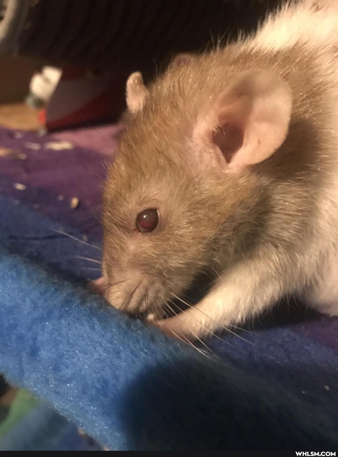 rescue_story, rats, the_golden_days, it_always_hurts