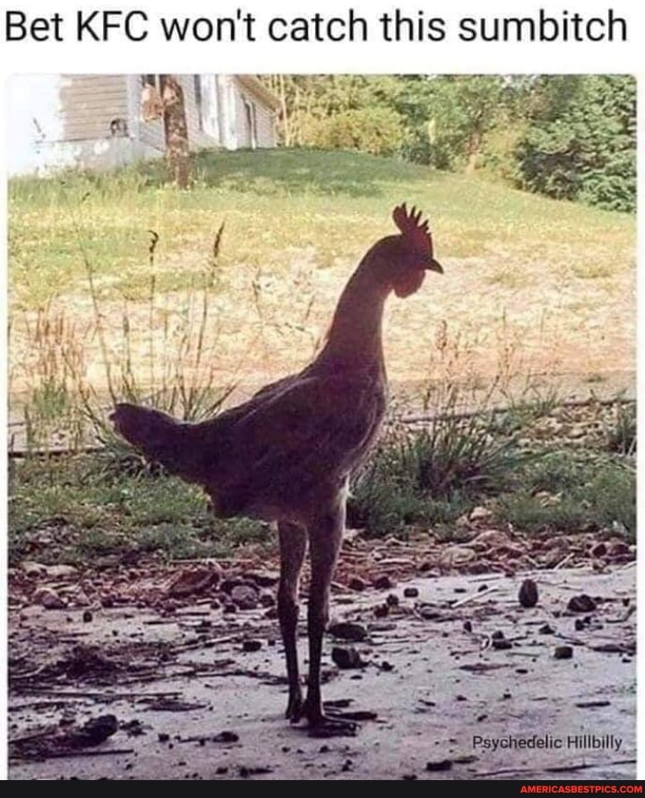 Bet KFC won't catch this sumbitch