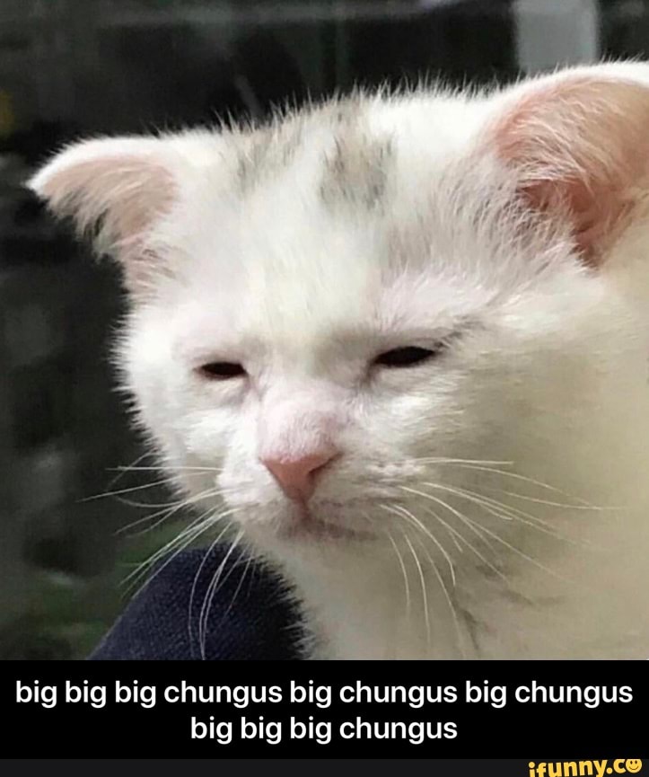 big big big chungus big chungus big chungus
big big big chungus - big big big chungus big chungus big chungus big big big chungus