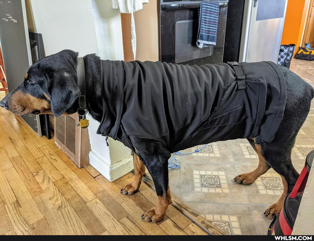 doberman, itstoocoldoutside, funny, winter
