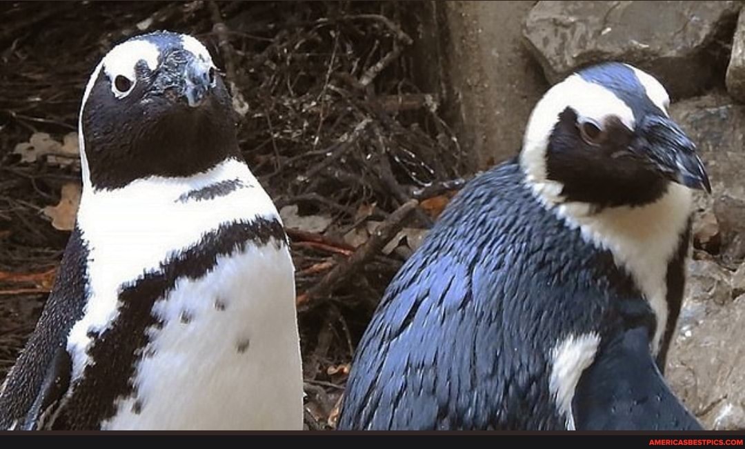 gay, penguin, couple, stole, egg, lesbian, zoo