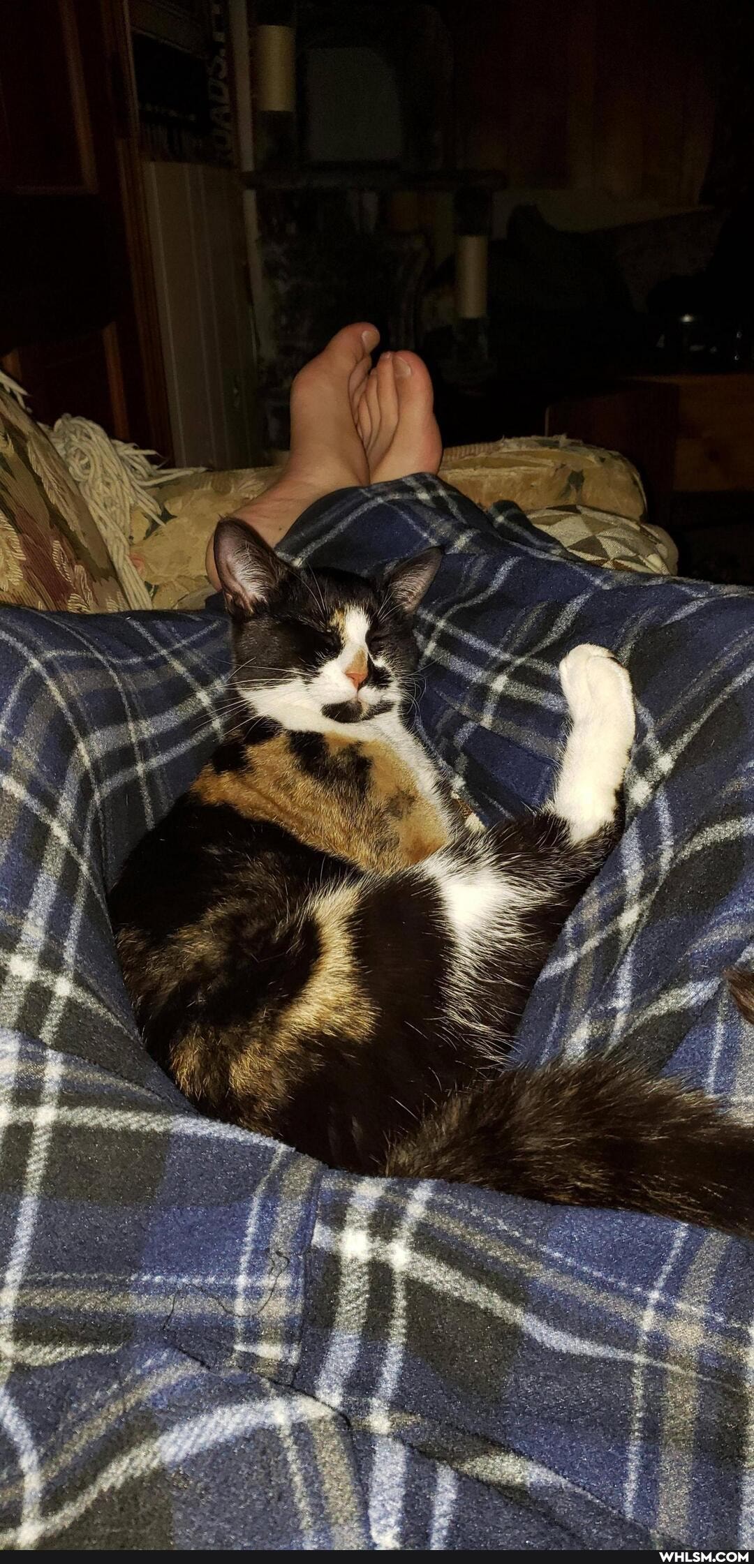 cat, aww, sleep